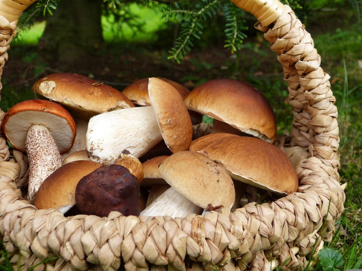 Piatti a base di funghi. Ristorante a Bassano del Grappa, Vicenza