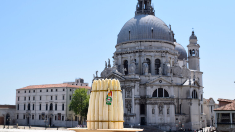 Asparago Bianco DOP, il re della cucina bassanese in primavera